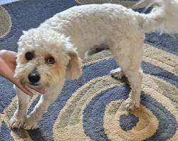 Reunited Male Dog last seen Coffee Mill, San Antonio, TX 78252