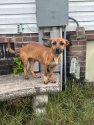 Found/Stray Male Dog last seen Rockfish road by Hunting ridge street, Hope Mills, NC 28348