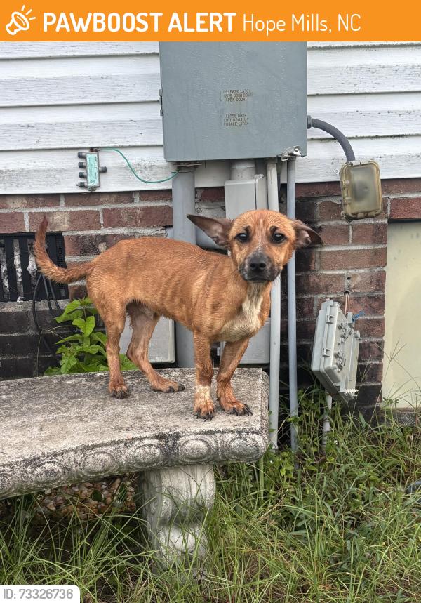Found/Stray Male Dog last seen Rockfish road by Hunting ridge street, Hope Mills, NC 28348