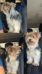Reunited Female Dog last seen Sandlewood lane, Euless, TX 76039