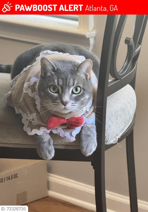 Lost Female Cat last seen Reunion place community, Atlanta, GA 30331