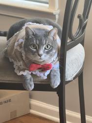Lost Female Cat last seen Reunion place community, Atlanta, GA 30331