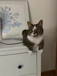 Lost Male Cat last seen Wallace st Belleville, Belleville, NJ 07109