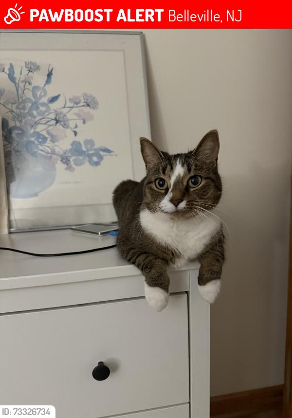 Lost Male Cat last seen Wallace st Belleville, Belleville, NJ 07109