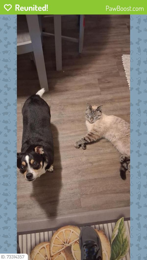 Reunited Male Cat last seen Reeder Ave. Napier and Maynard Drive across from fairplain plaza, Benton Harbor, MI 49022