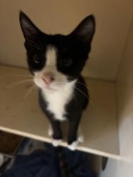 Shelter Stray Female Cat last seen Near Valley Bluff Dr,Building 6#66, ATL, GA 30340, 30340, GA, 3280 Chamblee Dunwoody Rd, Chamblee, GA 30341, USA