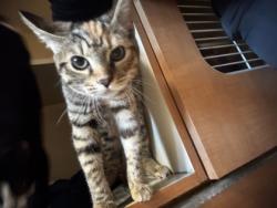 Shelter Stray Female Cat last seen Near Valley Bluff Dr,Building 6#66, ATL, GA 30340, 30340, GA, 3280 Chamblee Dunwoody Rd, Chamblee, GA 30341, USA