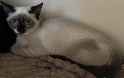 Shelter Stray Male Cat last seen N Park Dr, 30084, GA, 3280 Chamblee Dunwoody Rd, Chamblee, GA 30341, USA