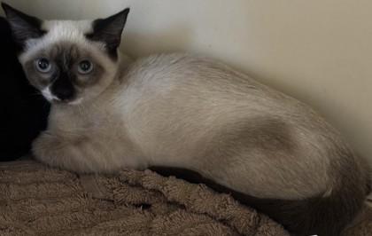 Shelter Stray Male Cat last seen N Park Dr, 30084, GA, 3280 Chamblee Dunwoody Rd, Chamblee, GA 30341, USA