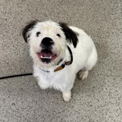 Shelter Stray Male Dog last seen 126th and Keystone, Carmel City, IN, 10501 Hague Rd, Fishers, IN 46038, USA