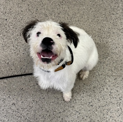 Shelter Stray Male Dog last seen 126th and Keystone, Carmel City, IN, 10501 Hague Rd, Fishers, IN 46038, USA