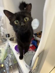 Shelter Stray Female Cat last seen Near S 10th St, Fishers City, IN, 10501 Hague Rd, Fishers, IN 46038, USA