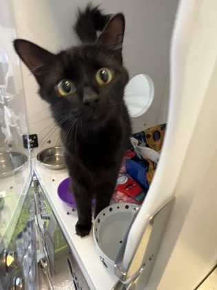 Shelter Stray Female Cat last seen Near S 10th St, Fishers City, IN, 10501 Hague Rd, Fishers, IN 46038, USA