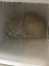Shelter Stray Unknown Cat last seen Near Dewitt Dr, Fishers City, IN, 10501 Hague Rd, Fishers, IN 46038, USA