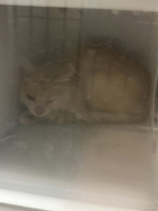Shelter Stray Unknown Cat last seen Near Dewitt Dr, Fishers City, IN, 10501 Hague Rd, Fishers, IN 46038, USA