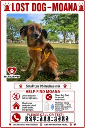 Lost Female Dog last seen Carteira dr with Rideau Crescent, St. Catharines, ON L2M