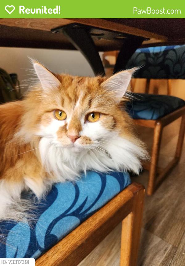 Reunited Male Cat last seen Cedar Ridge neighborhood, Ridgefield, WA 98642