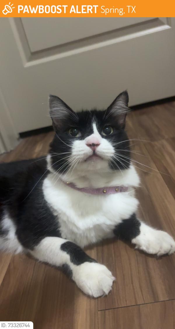 Found/Stray Unknown Cat last seen Arden Woods Apt, Spring, TX 77373