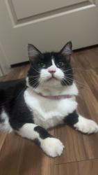 Found/Stray Unknown Cat last seen Arden Woods Apt, Spring, TX 77373