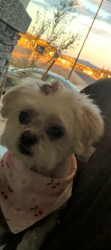 Reunited Female Dog last seen Miller and Southern, Buckeye, AZ 85326