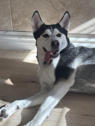 Reunited Male Dog last seen North commerce by middle school, North Las Vegas, NV 89032