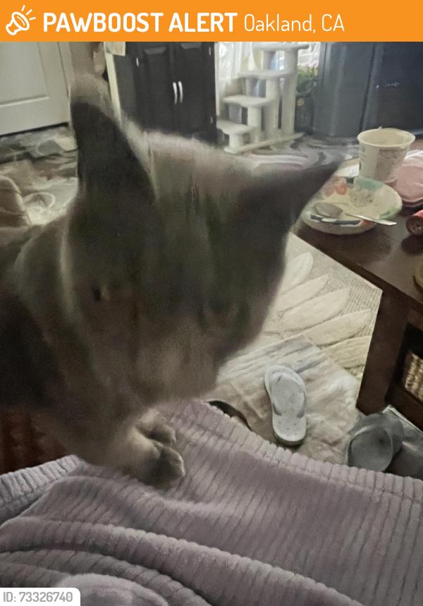 Found/Stray Male Cat last seen Seminary & Mauritania, Oakland, CA 94605