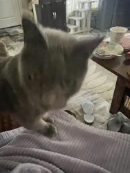 Found/Stray Male Cat last seen Seminary & Mauritania, Oakland, CA 94605