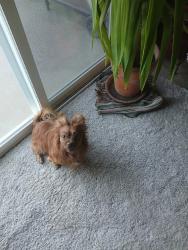 Lost Male Dog last seen Happy vally rd., Happy Valley, CA 96007