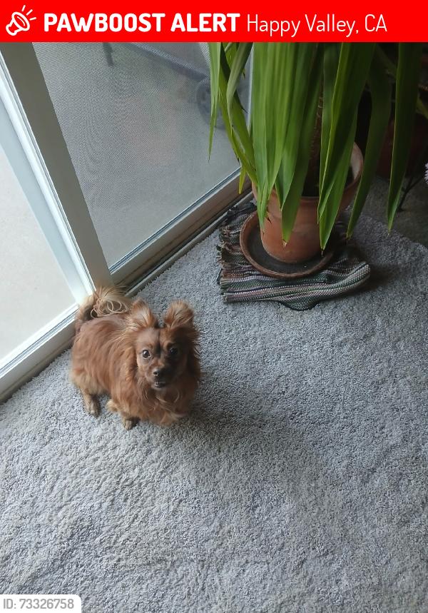 Lost Male Dog last seen Happy vally rd., Happy Valley, CA 96007