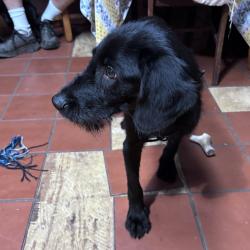Found/Stray Male Dog last seen Buckhorn Ridge Rd. & Yarborough Rd., Orange County, NC 27302