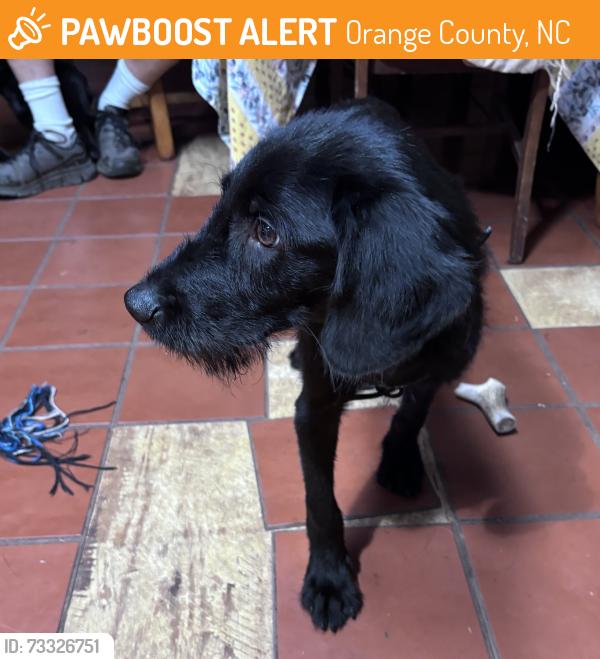 Found/Stray Male Dog last seen Buckhorn Ridge Rd. & Yarborough Rd., Orange County, NC 27302