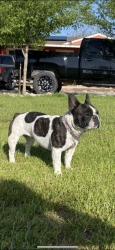 Reunited Female Dog last seen 194th Ave and jackrabbit trail, Buckeye, AZ 85326