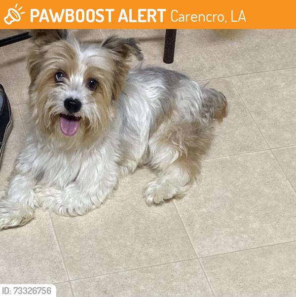 Found/Stray Male Dog last seen Jolie rd, Carencro, LA 70520