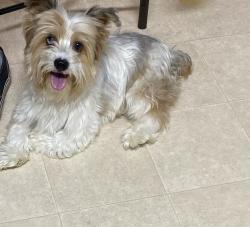 Found/Stray Male Dog last seen Jolie rd, Carencro, LA 70520