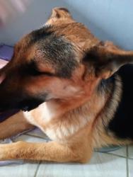 Reunited Male Dog last seen Near greenlee circle, Indianapolis, IN 46234