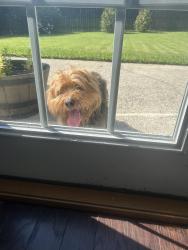 Reunited Male Dog last seen Dunedin trail and Cataya cove, Woodstock, GA 30188