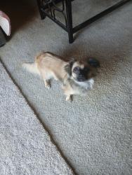 Lost Female Dog last seen Happy valley rd., Happy Valley, CA 96007