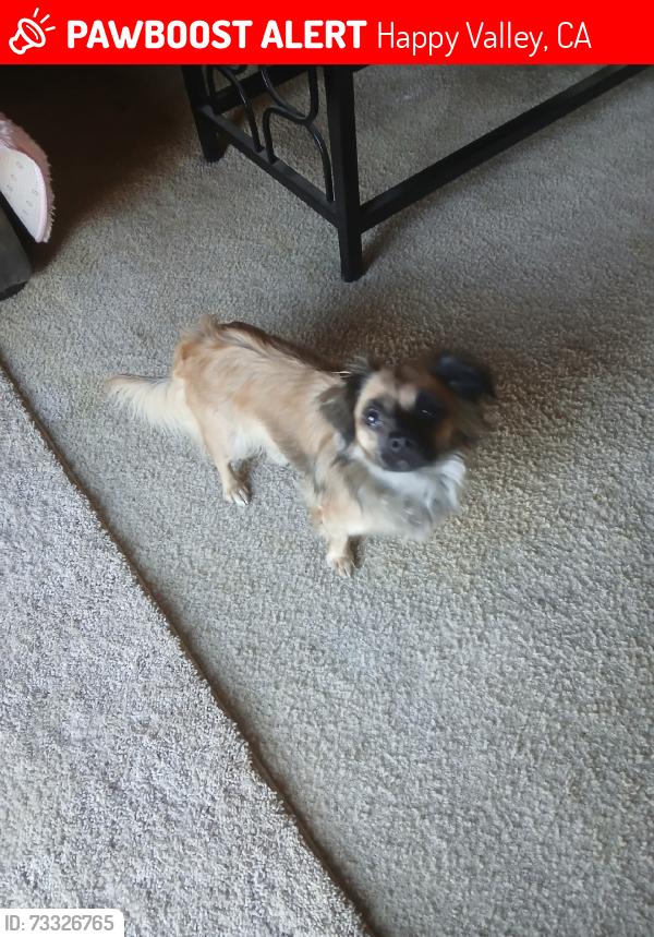 Lost Female Dog last seen Happy valley rd., Happy Valley, CA 96007