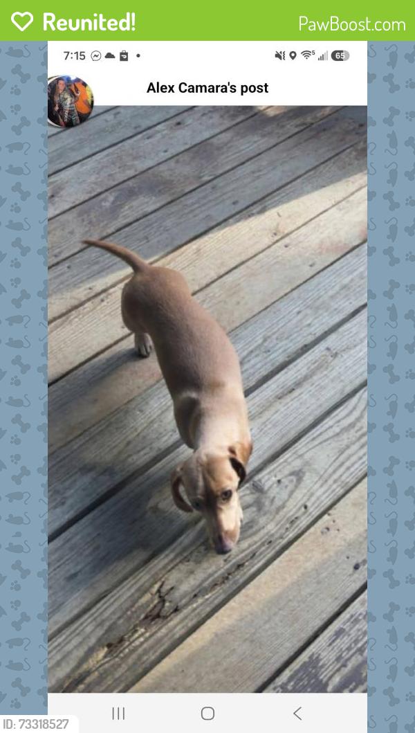 Reunited Female Dog last seen Raab avenue, Belleville, IL 62220