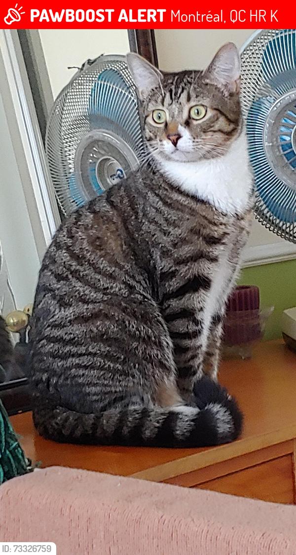 Lost Male Cat last seen École secondaire Cavelier-De LaSalle, Montréal, QC H8R 2K2