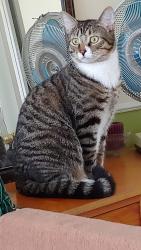 Lost Male Cat last seen École secondaire Cavelier-De LaSalle, Montréal, QC H8R 2K2