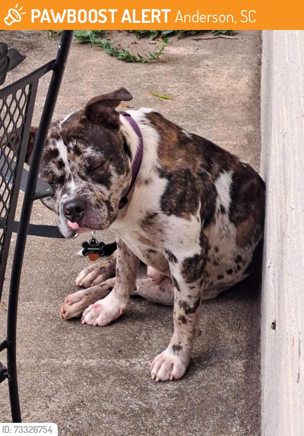 Found/Stray Male Dog last seen Anderson University Campus, Anderson, SC 29621