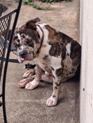 Found/Stray Male Dog last seen Anderson University Campus, Anderson, SC 29621