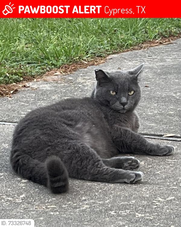 Lost Male Cat last seen Cypress Church Rd and Huffmeister, Cypress, TX 77433