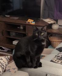 Reunited Male Cat last seen Clifton kroger, franfort ave, brownsboro rd, Louisville, KY 40206