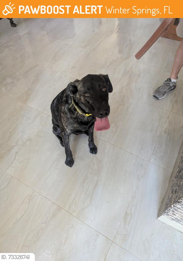 Found/Stray Female Dog last seen Seneca Meadows Rd, Parkstone, Winter Springs, Winter Springs, FL 32708
