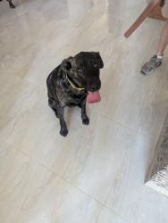 Found/Stray Female Dog last seen Seneca Meadows Rd, Parkstone, Winter Springs, Winter Springs, FL 32708