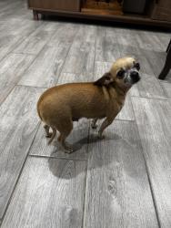 Reunited Female Dog last seen Sunset Valley St, Alton TX, Alton, TX 78573