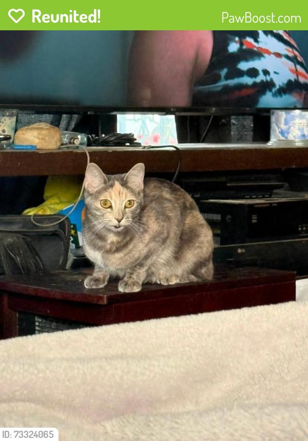Reunited Female Cat last seen 37th and Roosevelt by the park, Tacoma, WA 98404