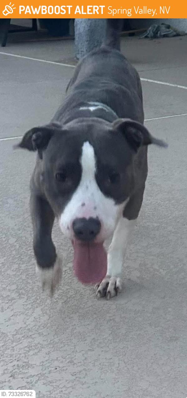 Found/Stray Male Dog last seen Hacienda and Conquistador, Spring Valley, NV 89148